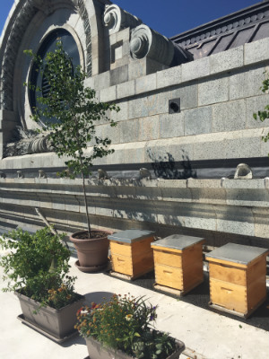 The honey will make its way into cocktails served at Union Station.