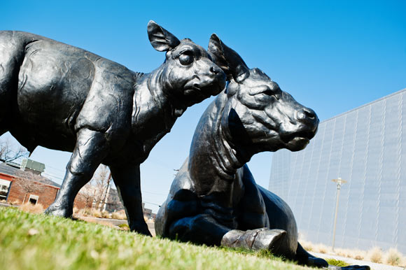 The bronze sculpture "Scottish Angus Cow and Calf" sits outside the Denver Art Museum in the Golden Triangle. 