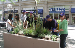 The Denver Downtown Partnership and the Denver Botanic Gardens partnered to create the Garden Block on the 16th Street Mall.
