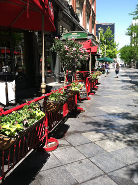 Flowers abloom on the 16th Street Mall. 