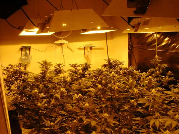 Some say as much as 10 percent of electricity in Denver is going to indoor grow operations.