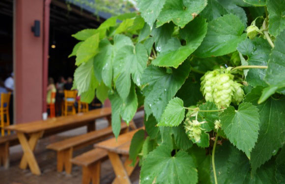 Hops don't get much more local than the vines at Denver Beer Co.