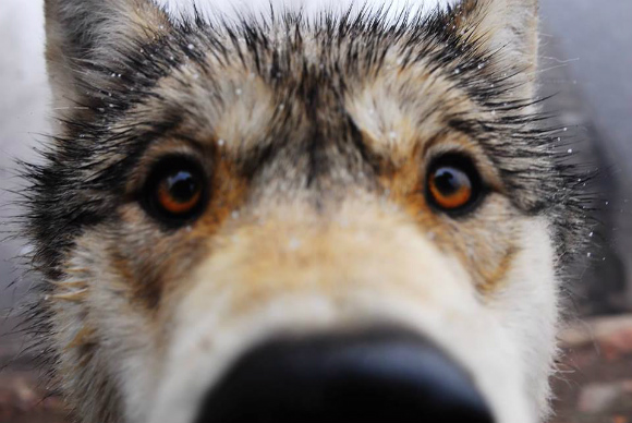 The Cottonwood Institute has a summer program that is focused on endangered wolves.