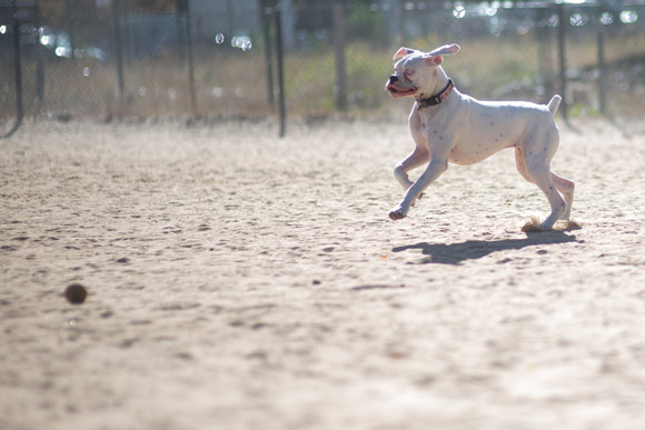 Denver is near the top of the list in the U.S. with 1.7 dog parks per 100,000 residents.