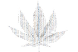 Denver Data Marijuana 250