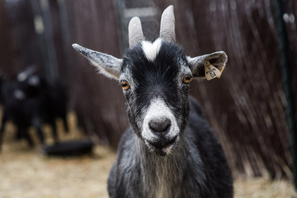 Wardle Feed & Pet Supply in Wheat Ridge sells goats.
