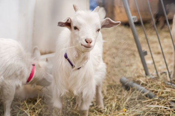 The popularity of legal backyard goats is on the rise in Denver.