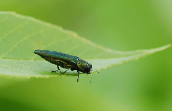 Emerald ash borers have infested trees in Boulder County..