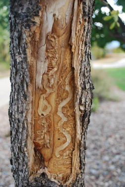 The  larvae bore under the bark, eating away at the layer under the bark that feeds the tree.