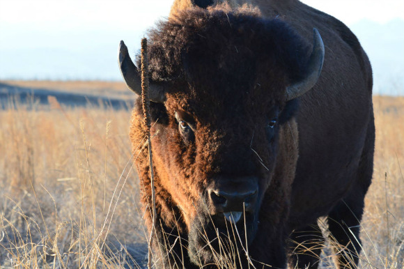 The bison's range on the refuge is slated to expand to 12,000 acres.