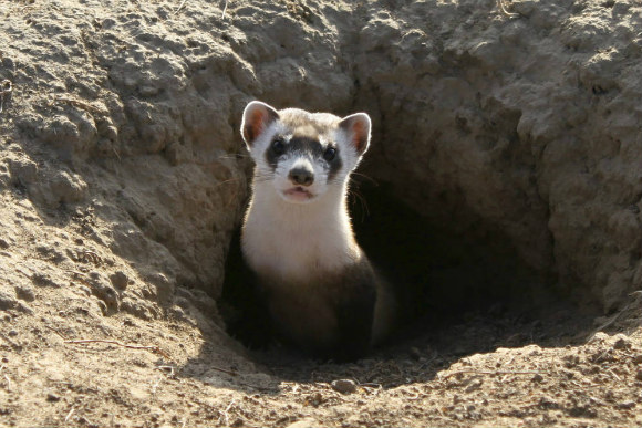 A recently reintroduced black-footed ferret peers out from a burrow.