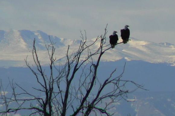 Bald eagles roosting led to the Rocky Mountain Arsenal's designation as a wildlife refuge.