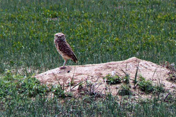 Burrowing owls live in abandoned prairie dog burrows.