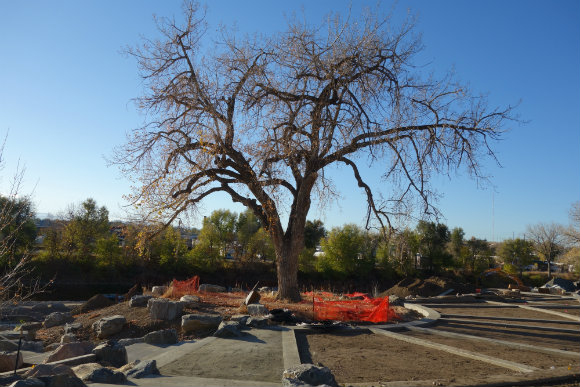 The redesign of Grant-Frontier Park preserved a century-old cottonwood tree.