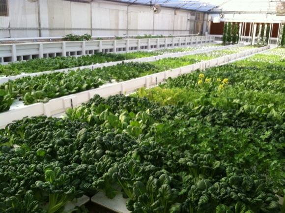 Colorado Aquaponics' garden at The GrowHaus.