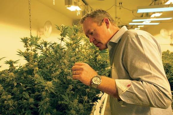 Colorado Harvest Company's Tim Cullen checks plants.