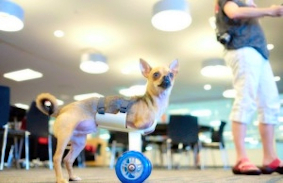 A 3D-printed cart allows Turbo to move.