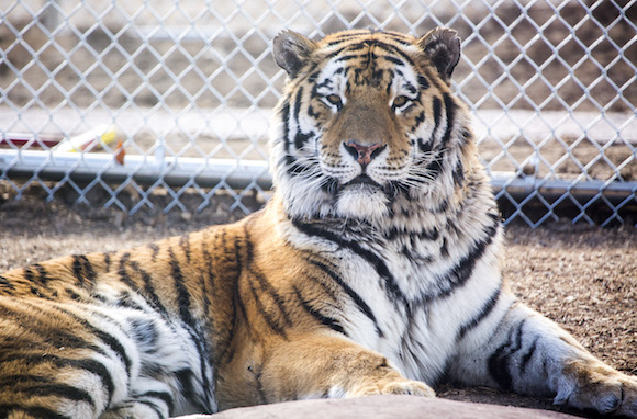 Saving the amur tiger