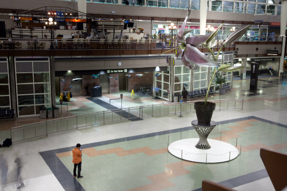 The lily will remain at DIA through July.