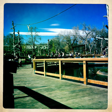 Gibbons hang above Denver Zoo visitors.