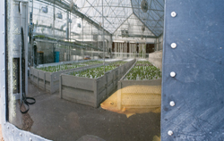 The aquaponics system is reflected in the tilapia tank at The GrowHaus.