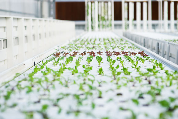 Aquaponics plants at The GrowHaus.