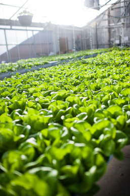 Hydroponics lettuce at The GrowHaus.