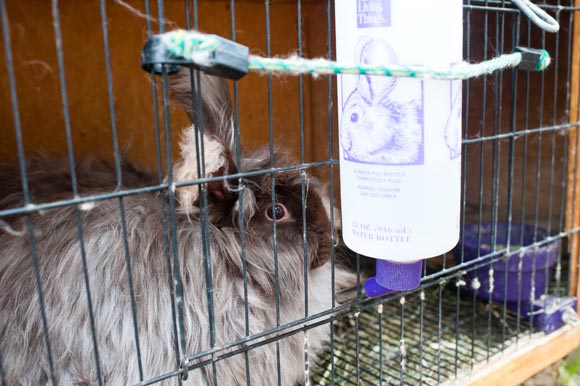 One of Bertini's Angora rabbits.