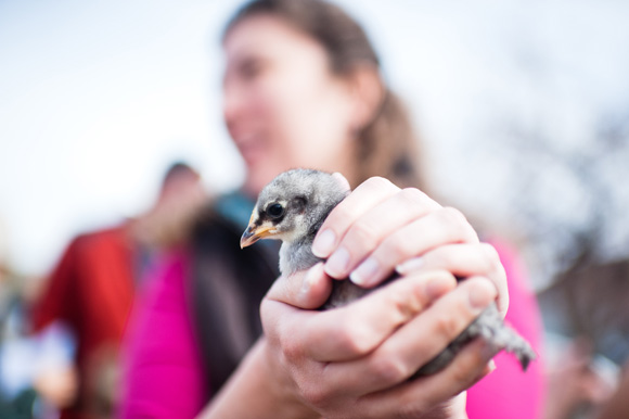 A woman holds a chicken at the Denver Urban Homestead's livestock exchange.