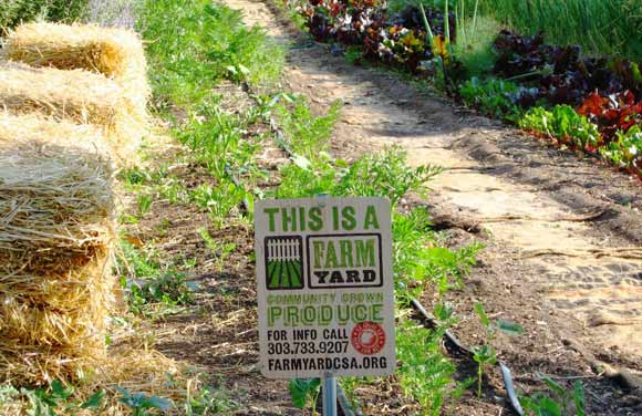 Farm Yard CSA is in its sixth year.
