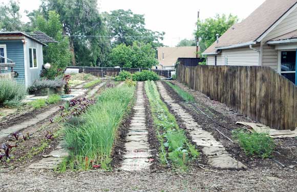 The gardens of Farm Yard CSA.