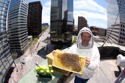 The Brown Palace Hotel has long operated five bee colonies on its roof.