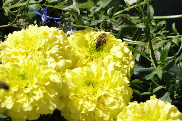 The Brown Palace’s “Royal Bee Initiative” uses the colonies' honey many different ways.