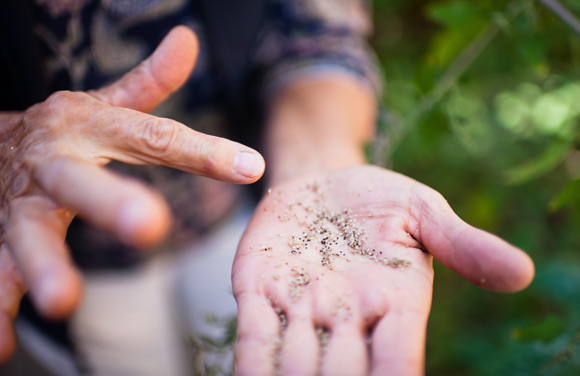 Armstrong explains how the amaranth grain can be separated and eaten.