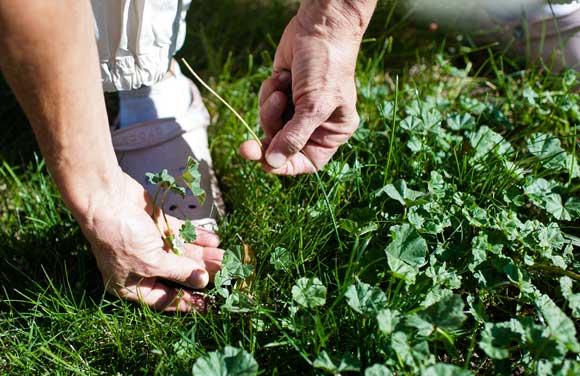 Armstrong eats weeds and also uses them for home remedies.