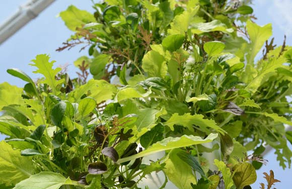 With aeroponics, Premer can pull the entire root out with his produce.