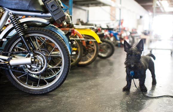 Lefty is the Moto Ocho shop dog. 