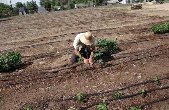 Planting at Denver's Bradley International School in 2013.