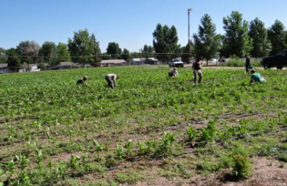 Bradley, post-planting, in 2013. 