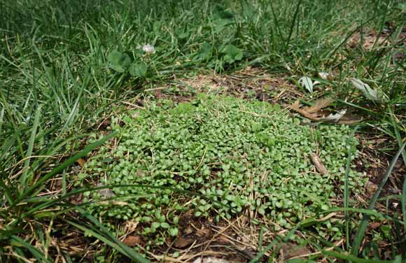 Compost turns dead spots into lush patches.