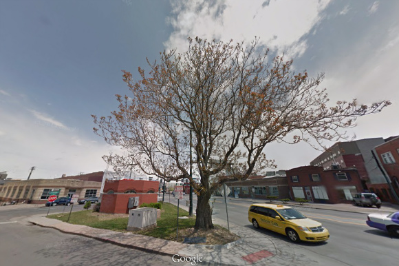 The Tree of Heaven at 21st and Broadway provides much-needed shade.