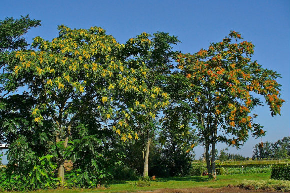 The Tree of Heaven is considered a noxious weed in New Mexico.