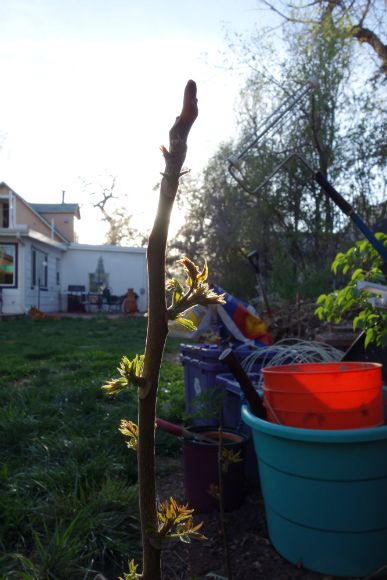 A threatened tree will send up countless shoots.