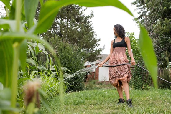 Corn grows high in their front yard. 