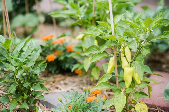 Denver Urban Gardens has been serving the Denver area for 30 years and manages about 150 gardens.