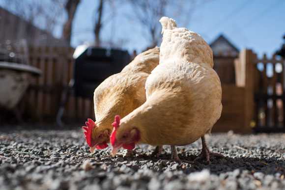 For organic gardeners, adding a source of fertilizer is the next logical step.