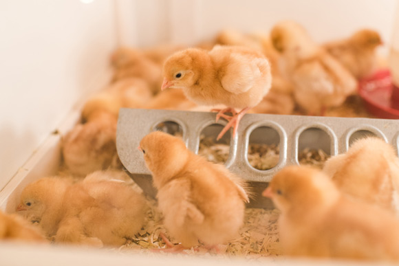 Chicks for sale at Wardle Feed & Pet Supply in Wheat Ridge.