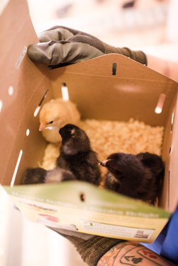 Denver's city council voted in 2011 to allow Denver residents to own up to eight chickens.
