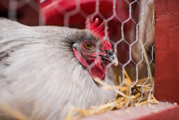 Wardle Feed & Pet Supply Store has chicks, roosters, goats and even a donkey for sale.