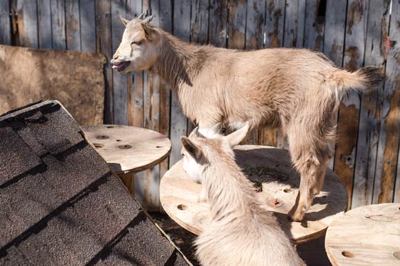 Jimenez bought her baby goats from Wardle's.